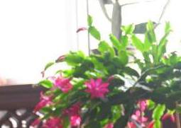 蟹爪兰怎么养好 蟹爪兰怎么养