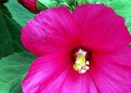 大花芙蓉葵的功效与培育 大花芙蓉葵繁殖