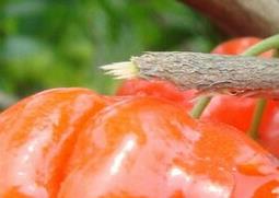 红果仔的功效与作用 红果仔药用功效