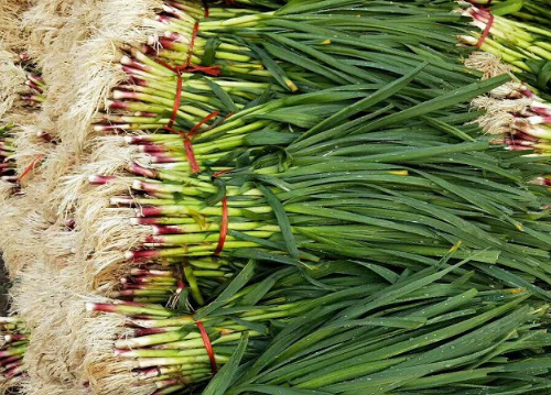 新型蔬菜四季蒜苗的栽培，四季蒜苗怎么种植好