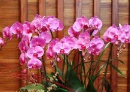 蝴蝶兰的养殖方法与注意事项 蝴蝶兰的养殖方法与注意事项图片