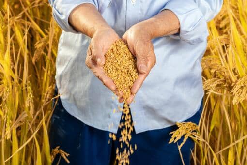 2021年中国农民丰收节是哪一天（2021年是第几届中国农民丰收节）