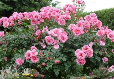 四季月季花的种植方法,月季花好养吗,怎么养能开花