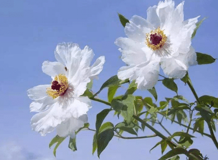 油用牡丹关键育苗技术要点，油用牡丹怎么播种养殖