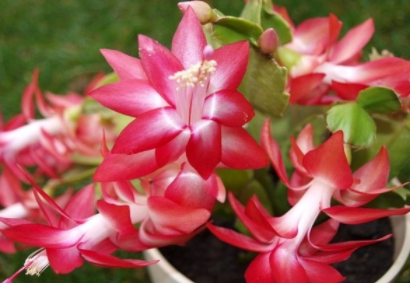 蟹爪兰的繁殖方法，栽培技术有哪些（蟹爪兰繁殖和种植方法）