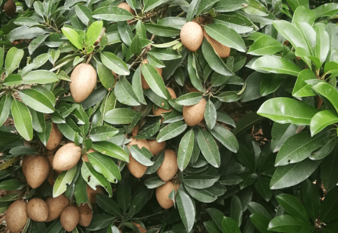 人心果生长对环境条件的要求，人心果好养吗，怎么养殖好