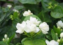 栀子花如何养殖(栀子花如何养殖和管理)