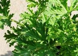 驱蚊草怎么养 驱蚊草怎么养 盆栽