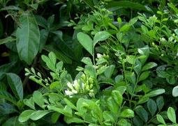 九里香的功效与作用 两面针的功效与作用