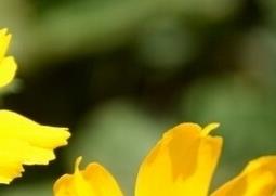 大花金鸡菊的功效与作用(大花金鸡菊有什么药效)