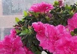 杜鹃花的养殖方法与注意事项（杜鹃花的养殖方法和注意事项）