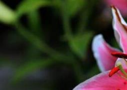 百合花的养殖方法和注意事项有哪些（百合花的养殖方法与注意事项）