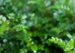 清香木与胡椒木的区别（清香木与胡椒木的区别在哪里都耐寒吗）