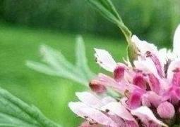 益母草蜜的功效与作用 益母草蜜的功效与作用点