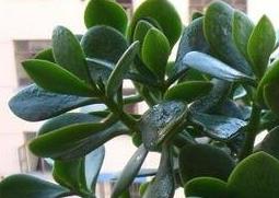 养殖玉树的方法技巧和注意事项 养殖玉树的方法技巧和注意事项视频