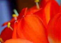 君子兰的养殖方法 君子兰的养殖方法和浇水时间