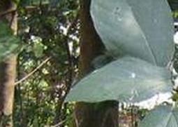 牛奶树叶的功效与作用（牛奶树叶的功效与作用及禁忌）