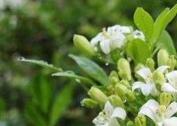 七里香的养殖方法及注意事项 七里香的养殖方法与注意事项