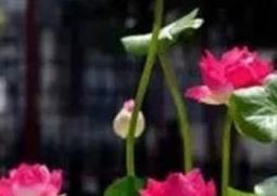 睡莲可以全水养吗 睡莲可以全水养吗和养鱼吗