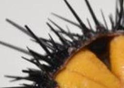 新鲜的海胆怎么处理 新鲜的海胆怎么处理干净