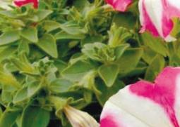 碧冬茄属的功效与作用 碧冬茄入药部位