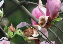 玉兰花的养殖方法（玉兰花的养殖方法和注意事项有哪些）