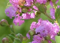 大花紫薇的功效与作用 大花紫薇的功效与作用及禁忌