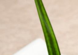 豉香黄鱼的做法（豉香黄鱼的做法大全）