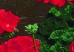 天竺葵的功效与作用（天竺葵精油的功效与作用）