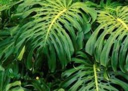 狮子尾的功效与作用（狮子尾的功效与作用性味）