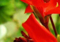 天竺葵的功效与作用 香叶天竺葵的功效与作用