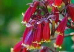 宫灯长寿花图片（宫灯长寿花图片大全）