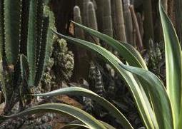 龙舌兰的药用价值与药用功效 龙舌兰有什么药用