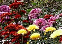 花中四君子指什么 花中四君子指什么岁寒三友指什么