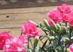 香石竹和康乃馨的区别（香石竹与康乃馨的区别）