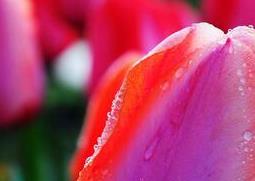 郁金香的药用价值与功效（郁金香的药用价值与功效与作用）