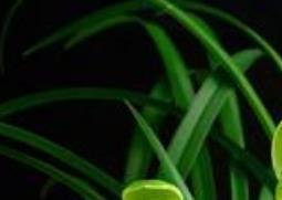 兰花的养殖方法和注意事项有哪些 兰花的养殖方法和注意事项有哪些视频