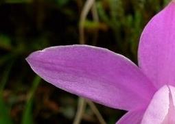 二叶独蒜兰的功效与作用（小独头蒜的功效与作用）