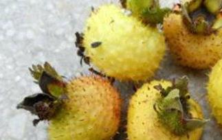 刺梨汁的功效与作用 刺梨汁原液的功效