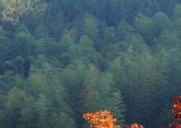 乌桕与乌柏的区别（乌桕与乌柏的区别图片）