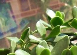 玉树的养殖方法（玉树的养殖方法和注意事项玉树的栽培技术）