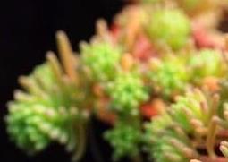 厚脸皮如何养殖 厚脸皮的养殖方法的养殖方法和注意事项