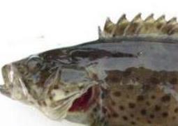 石斑鱼的营养价值及功效 深海石斑鱼的营养价值及功效