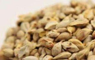 橘核的功效与作用及禁忌 橘核的功效与作用点用