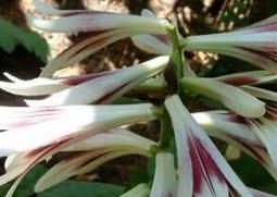 大百合的功效与作用（荞麦叶大百合的功效与作用）