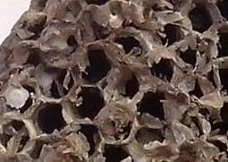 干马蜂窝的食用方法和食用禁忌（干马蜂窝的食用方法和食用禁忌是什么）