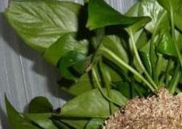 绿萝怎么分盆 绿萝怎么分盆?