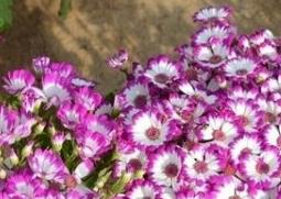 瓜叶菊的功效与培育（瓜叶菊药用）