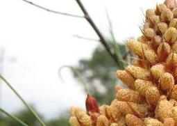 吃松花粉的功效与作用