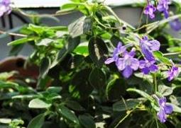 海豚花的养殖方法和注意事项 海豚花的养殖方法和注意事项百度贴吧